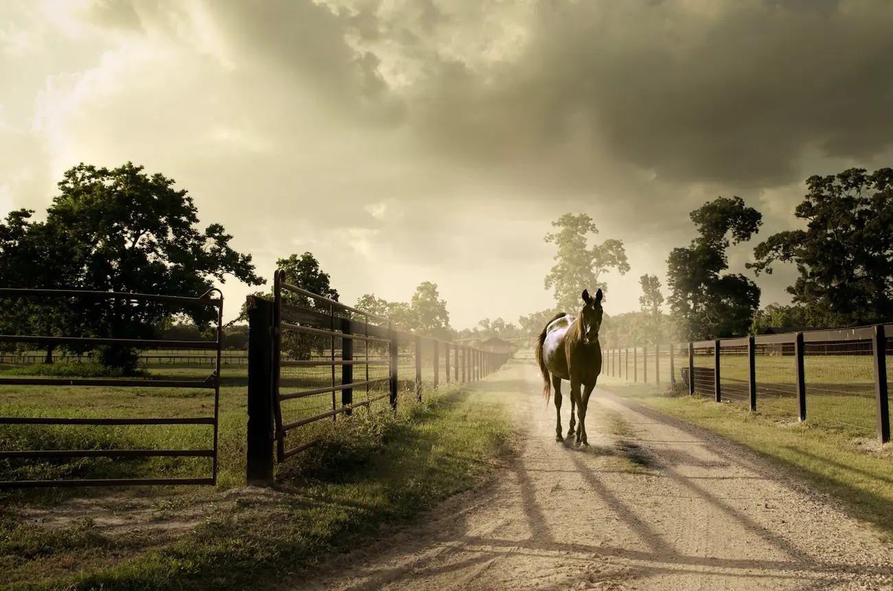 A horse walking down a farm lane between board fences and oaks