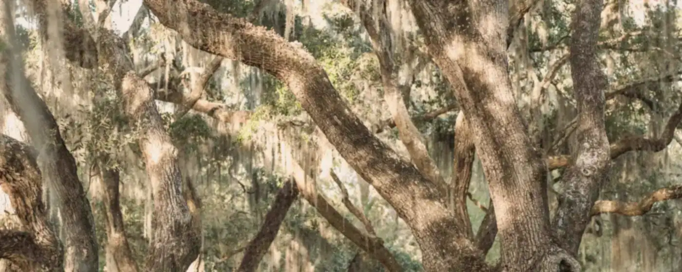 Live oaks draped in Spanish moss