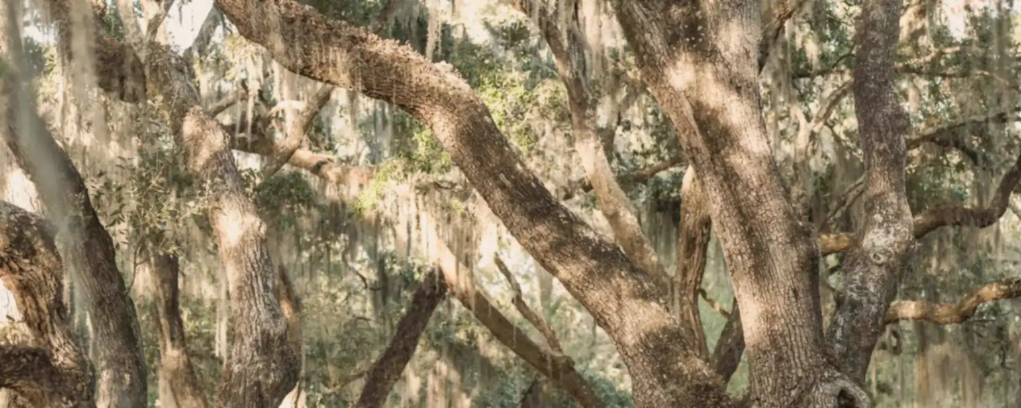 Live oaks draped in Spanish moss